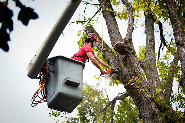 Why Choose Our Tree Removal Services in Vilonia, AR?